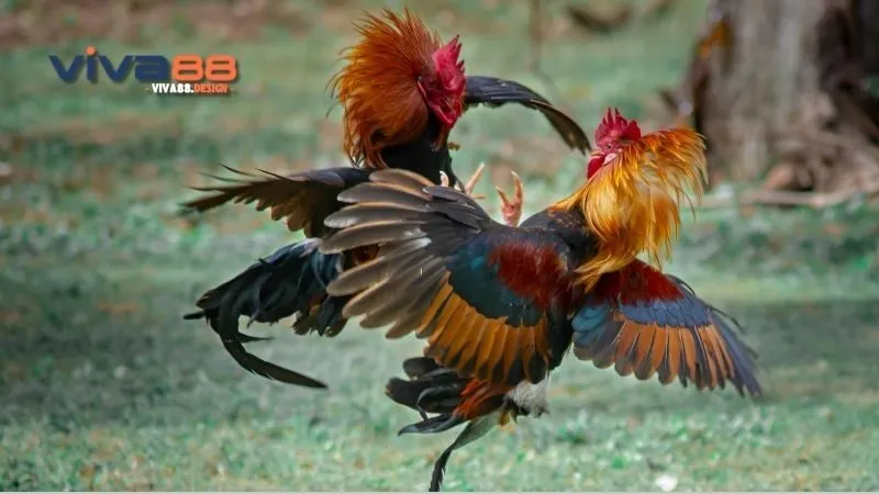 da-ga-1-cua